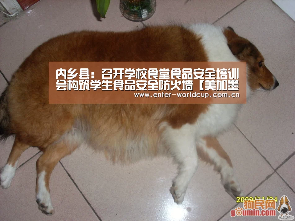 内乡县:召开学校食堂食品安全培训会构筑学生食品安全防火墙【美加墨世界杯】(图3) 实时比分